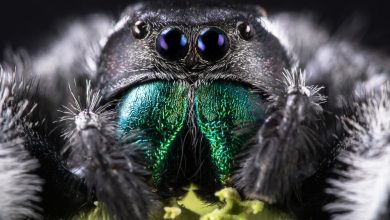 Evlerin En Önemli Rötuşu İlaçlama